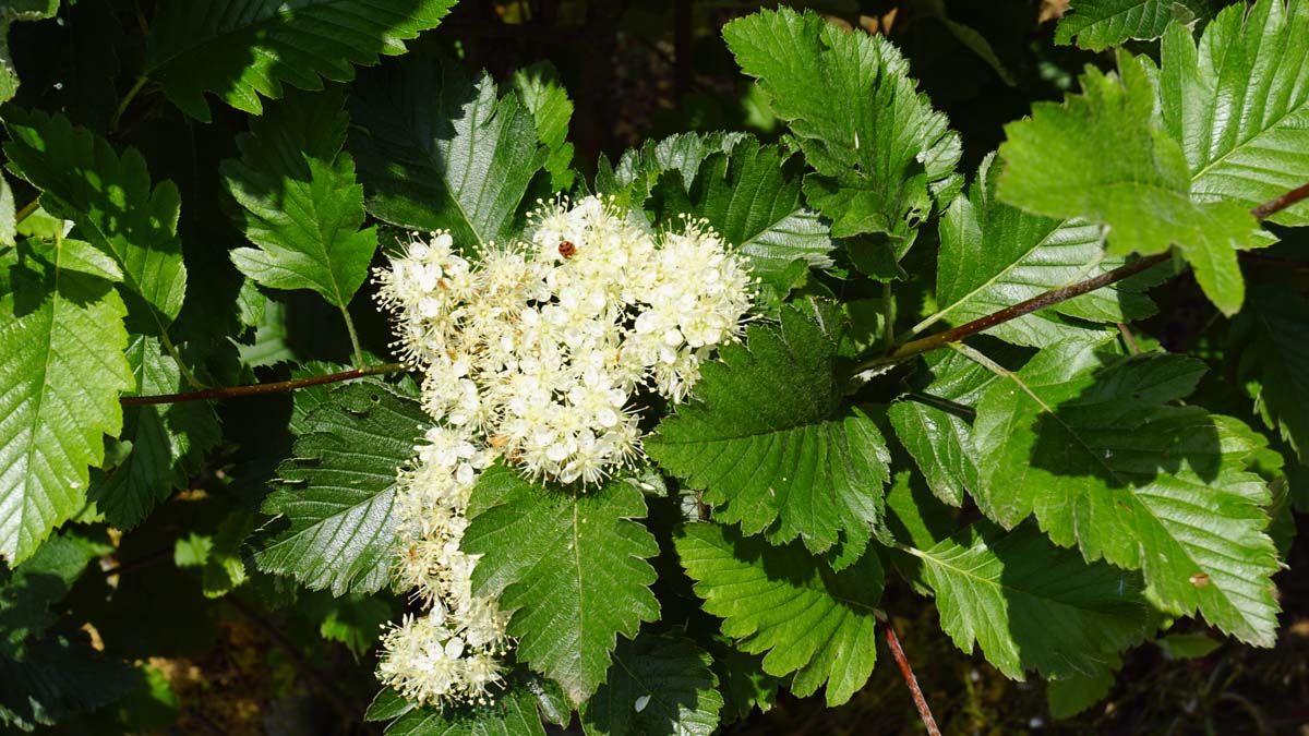 Sorbus intermedia op stam bloem
