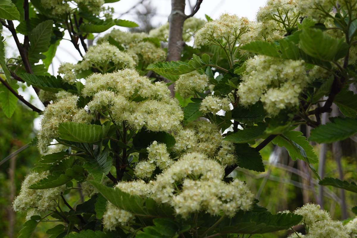 Sorbus intermedia 'Brouwers' op stam bloesem