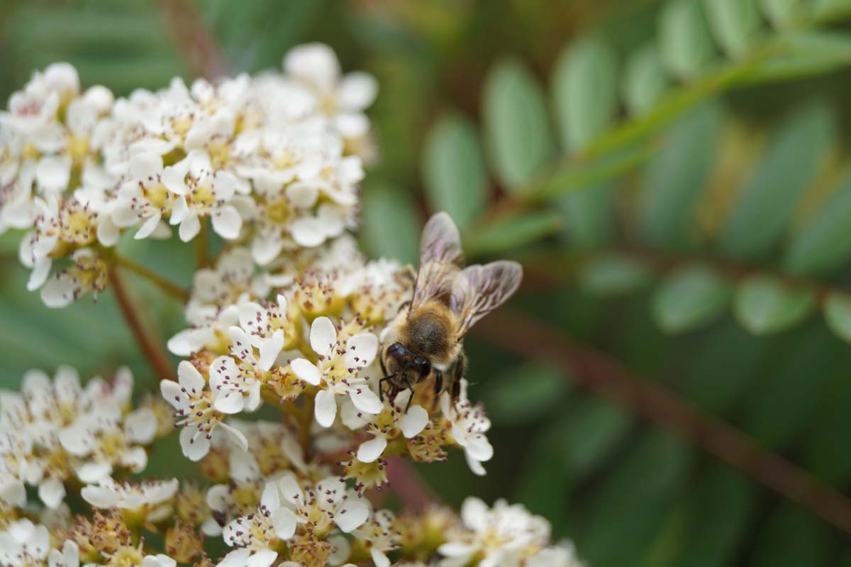 Sorbus vilmorinii meerstammig / struik biodiversiteit
