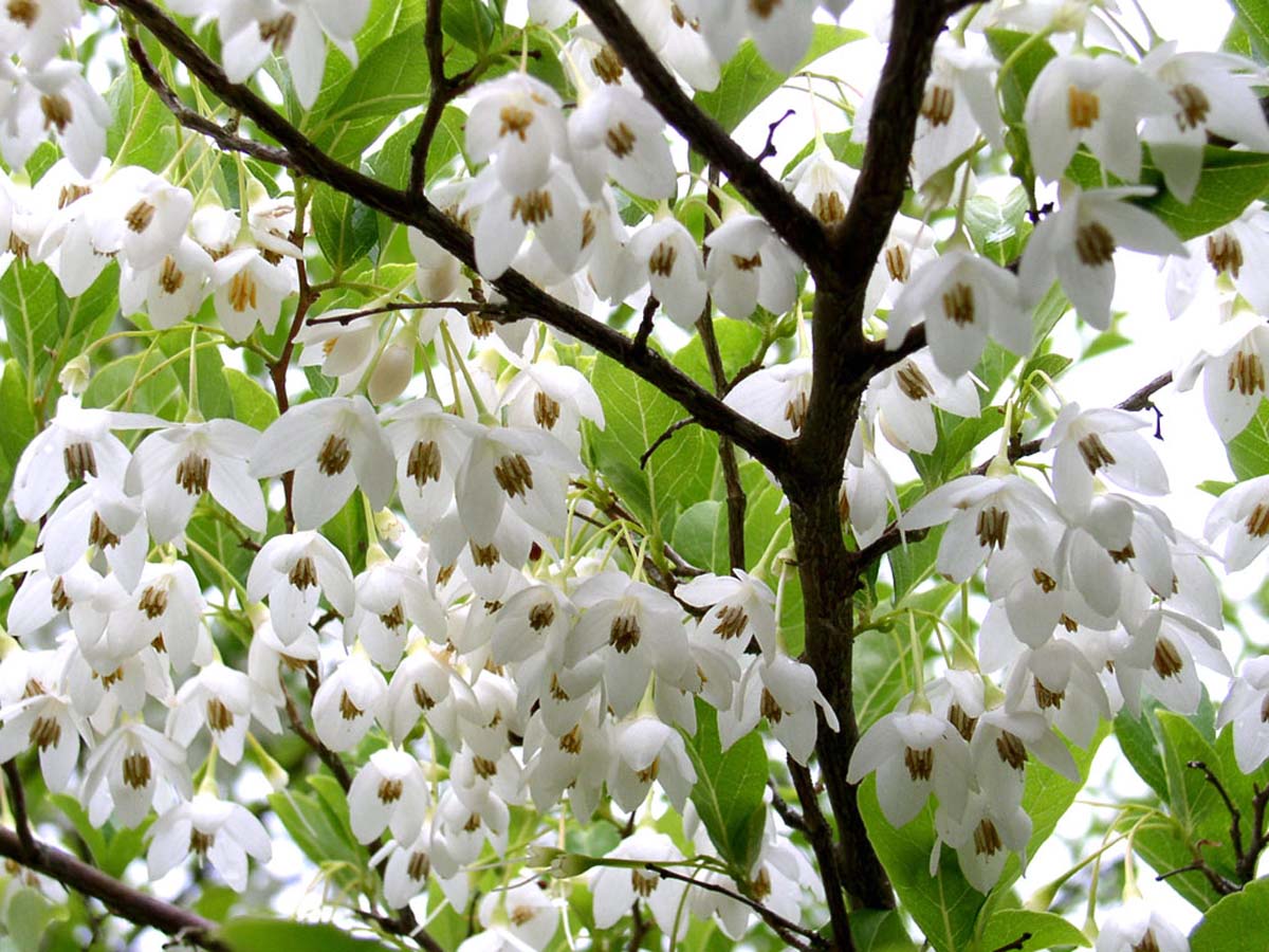Styrax japonicus op stam bloesem