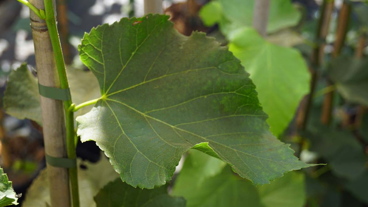 Tilia flavescens 'Glenleven' dakboom blad