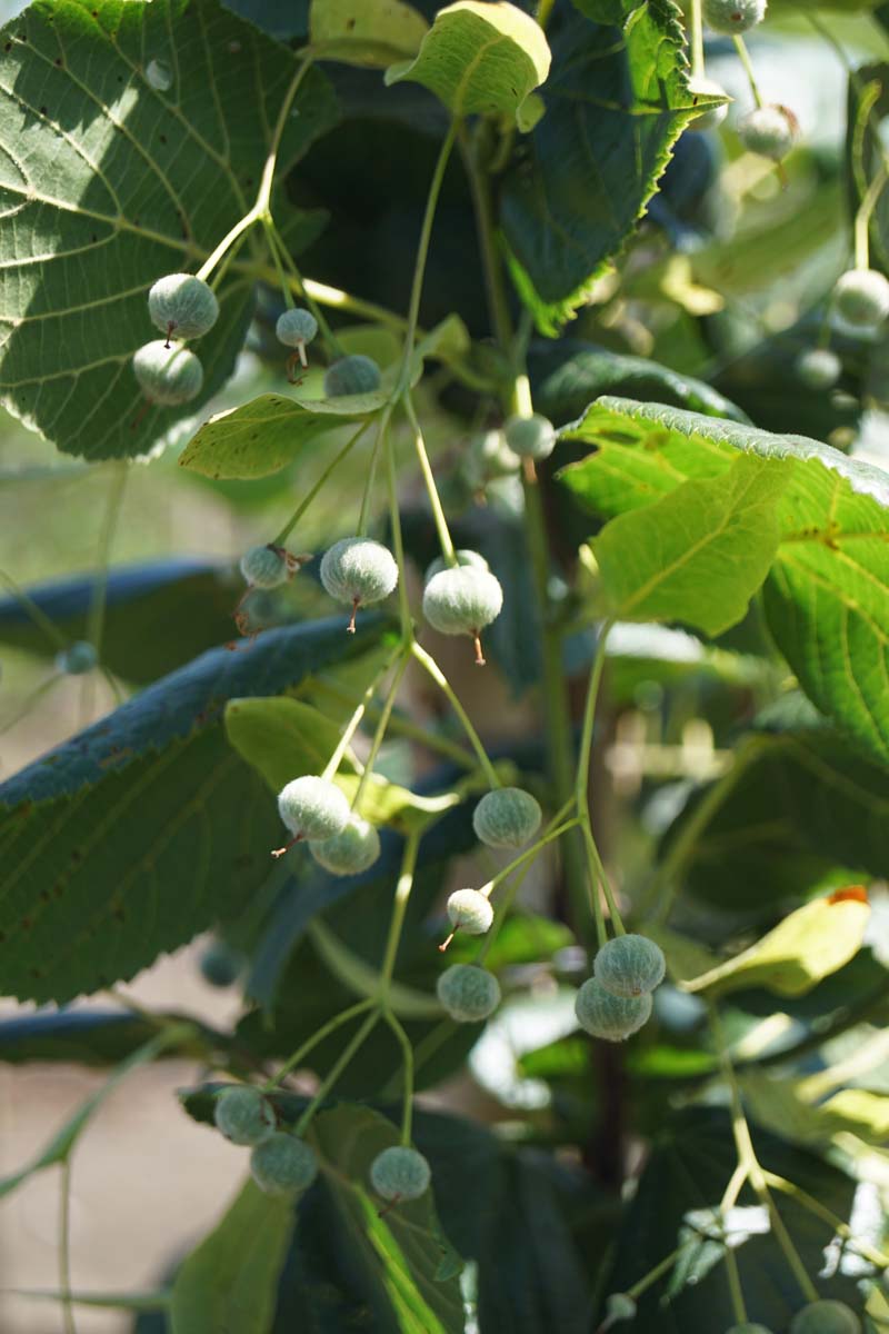 Tilia kiusiana op stam