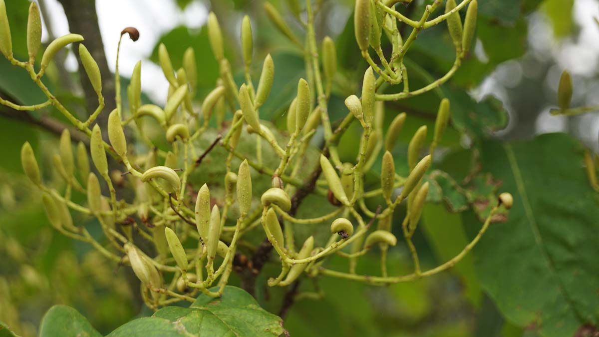 Syringa reticulata 'Ivory Silk' op stam zaaddoos