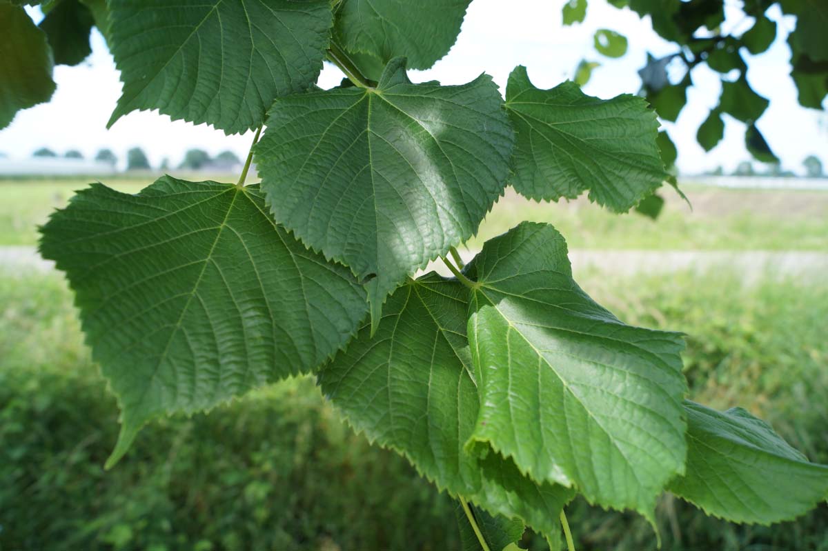Tilia platyphyllos haagplant blad