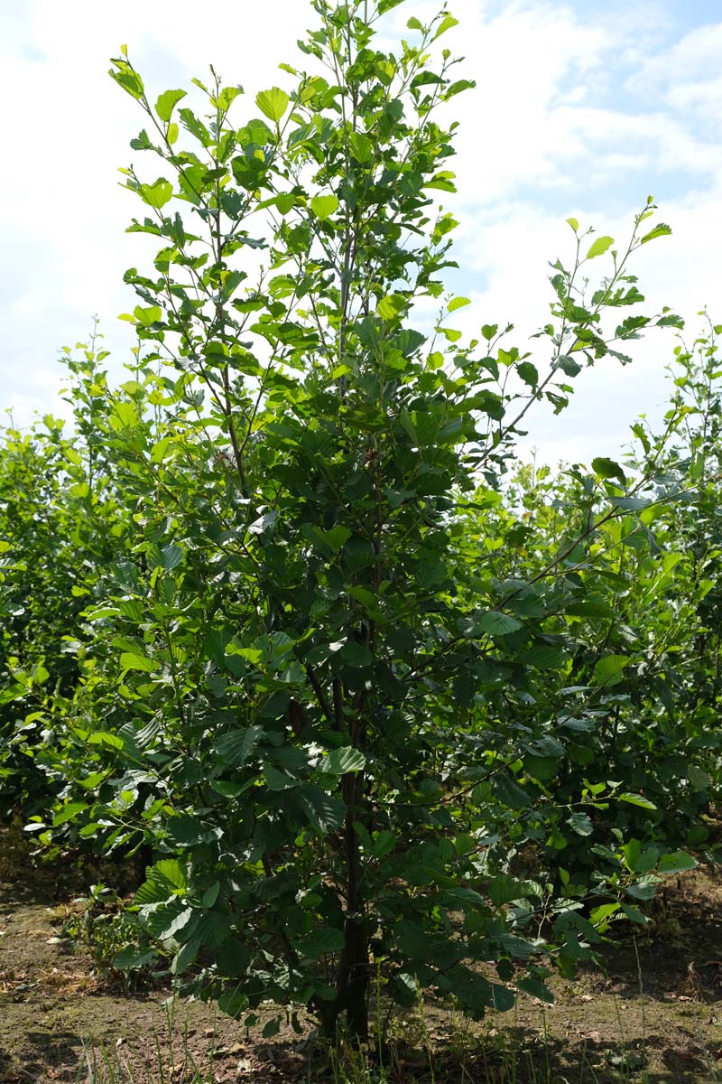 Alnus glutinosa meerstammig / struik meerstammig