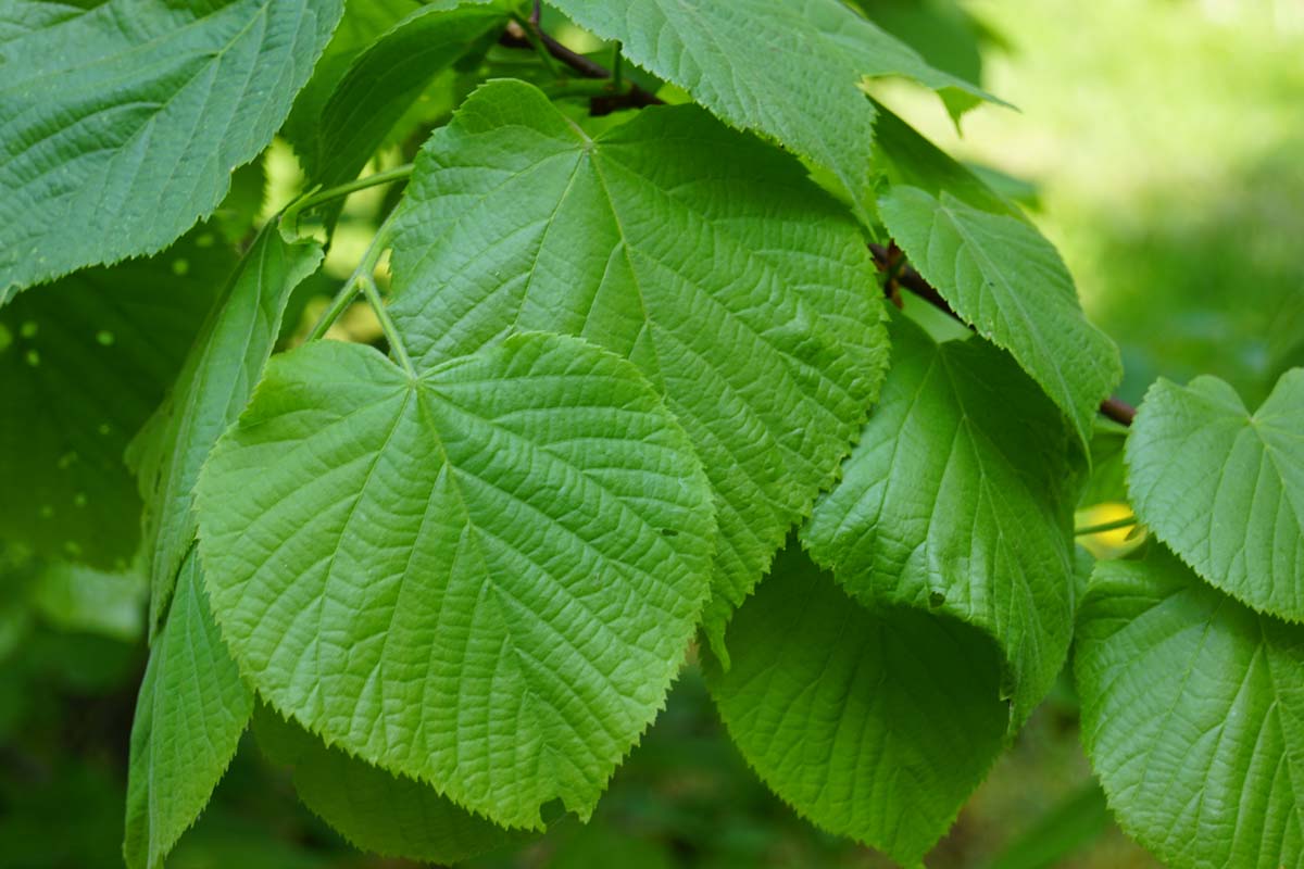 Tilia platyphyllos 'Rubra' op stam blad