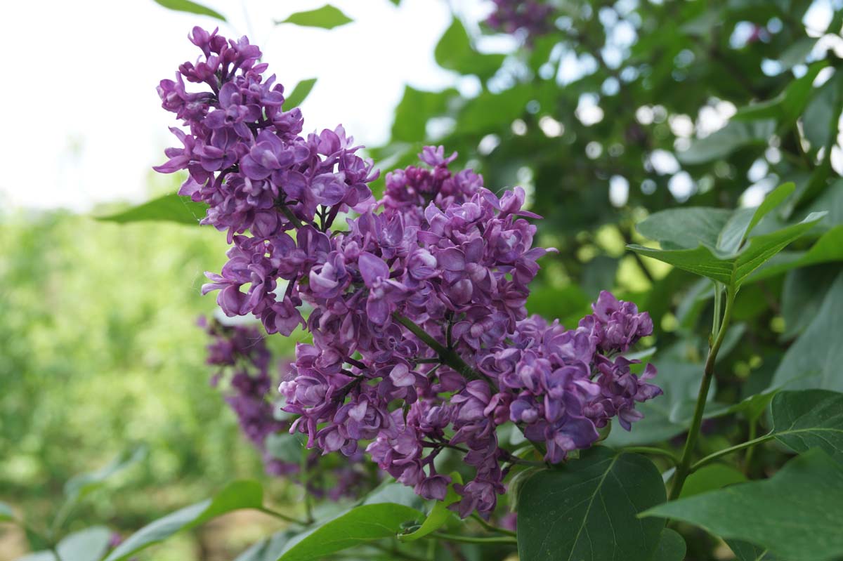 Syringa vulgaris 'Charles Joly' op stam