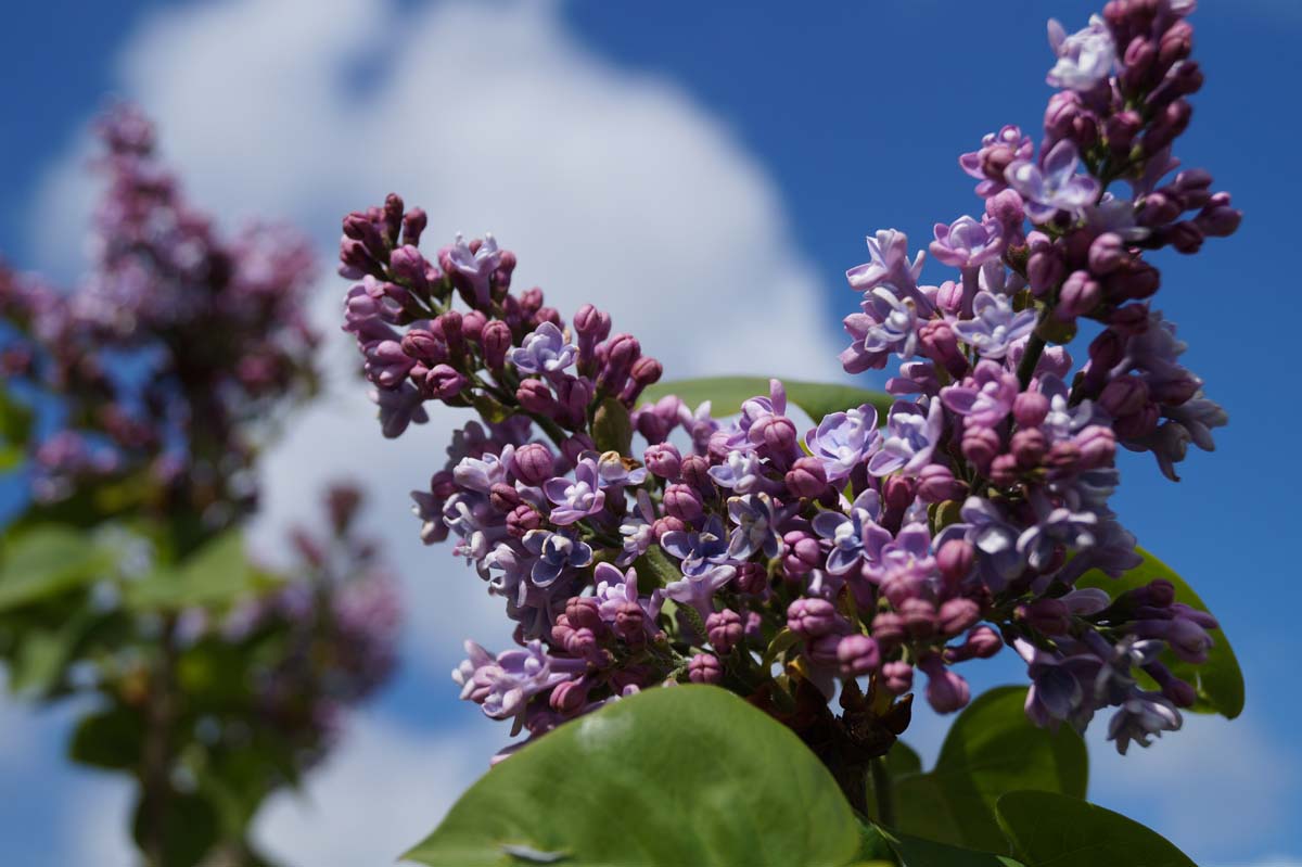 Syringa vulgaris 'Decaisne' Tuinplanten