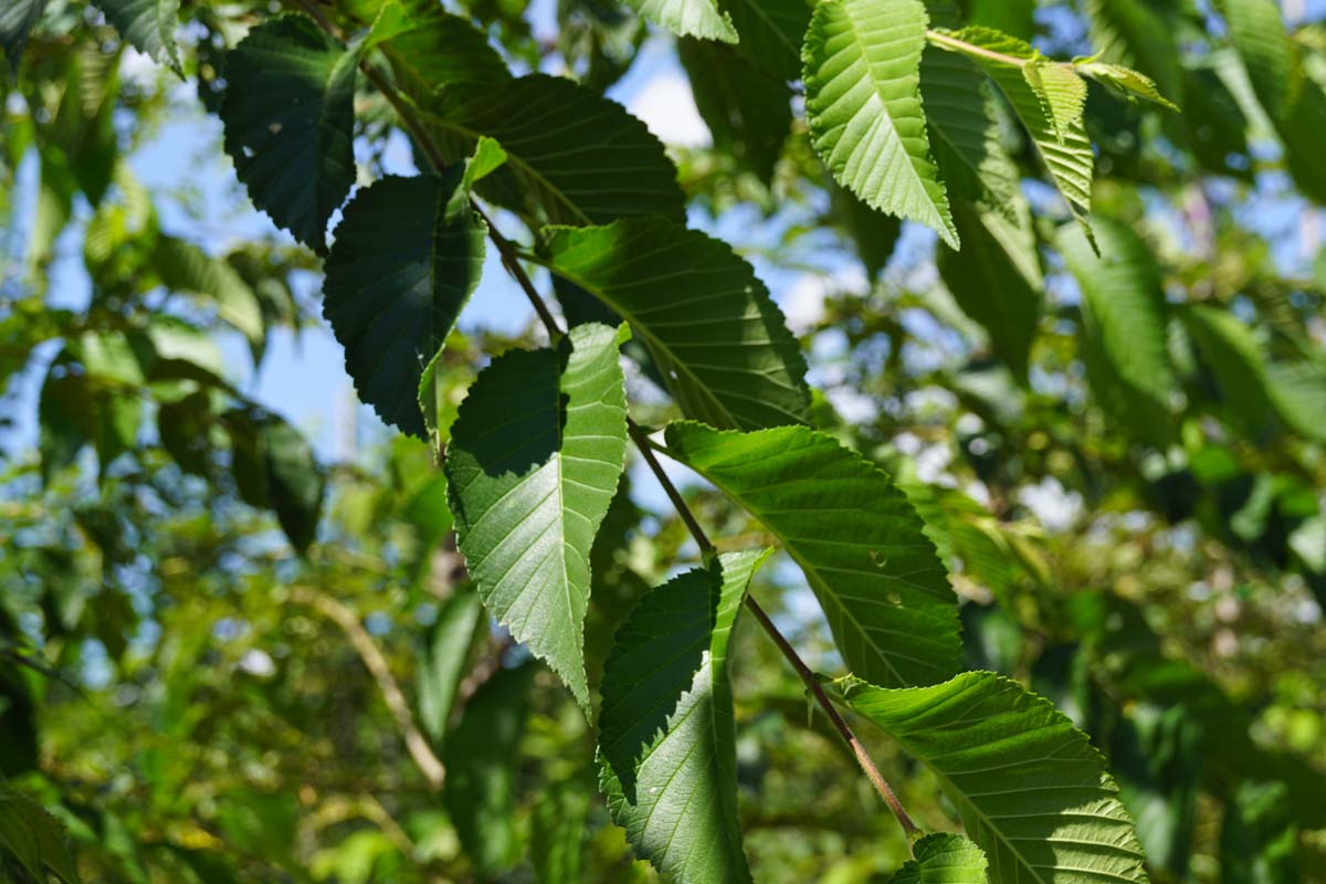 Ulmus 'Sapporo Autumn Gold' op stam blad