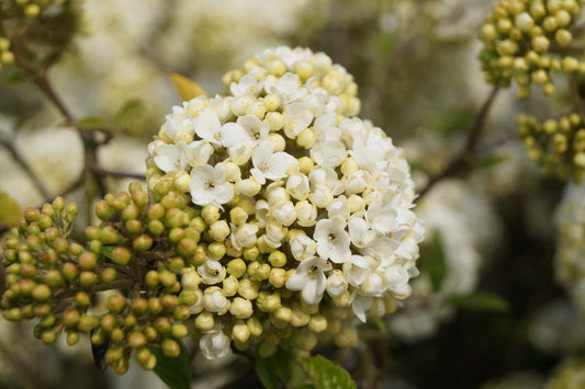 Viburnum 'Eskimo' solitair