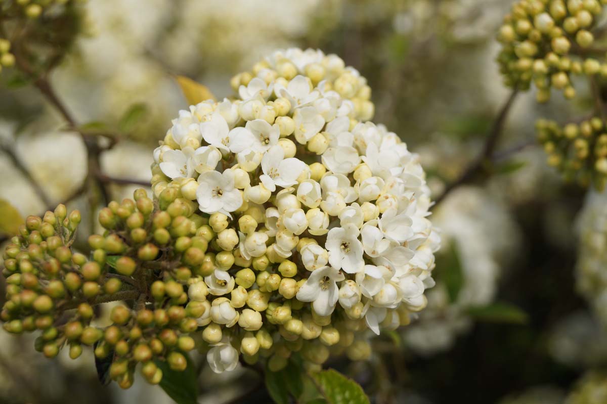 Viburnum 'Eskimo' Tuinplanten