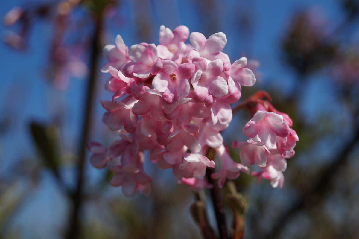 Viburnum bodnantense 'Dawn' Tuinplanten bloem