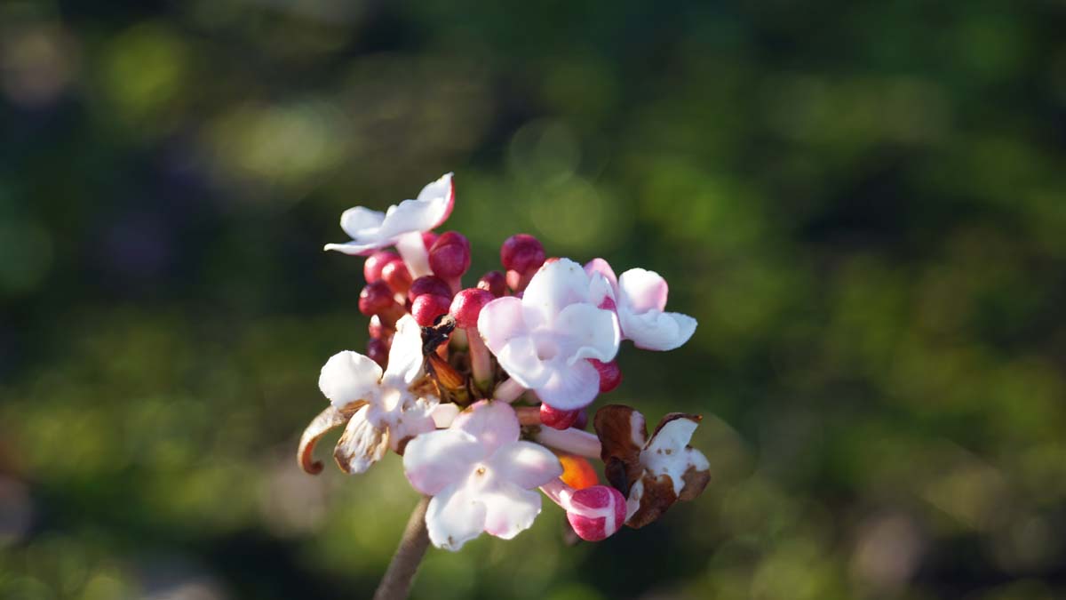 Viburnum carlesii meerstammig / struik