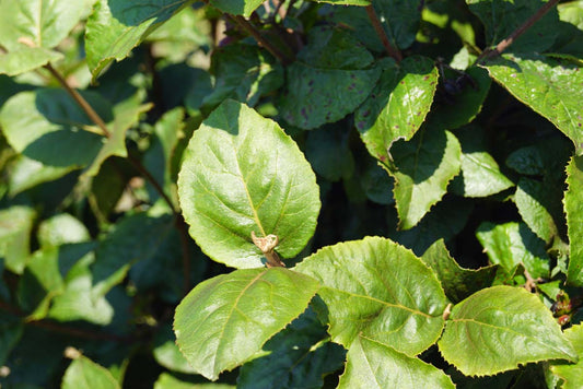 Viburnum carlesii 'Diana' blad