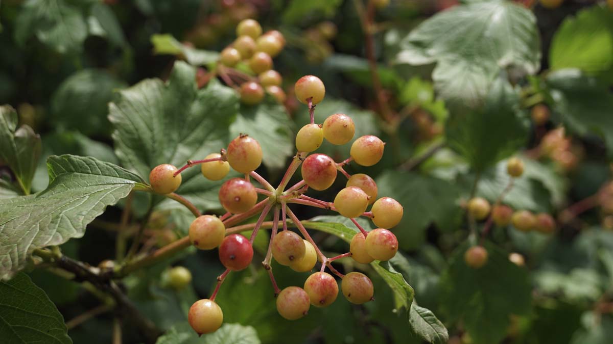 Viburnum opulus solitair