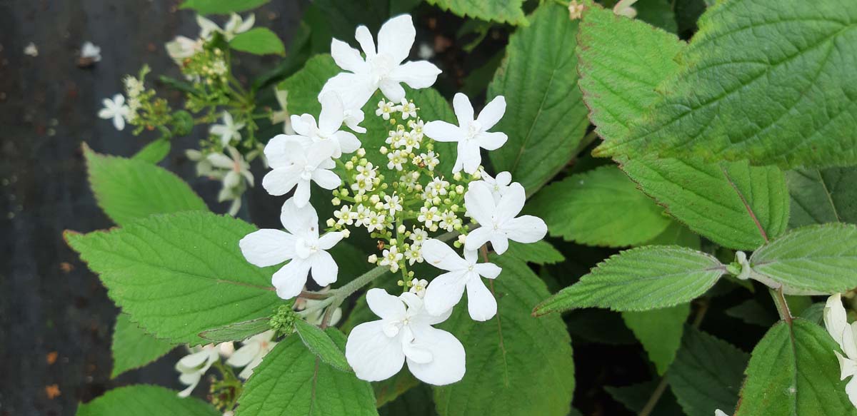 Viburnum plicatum 'Watanabe' op stam