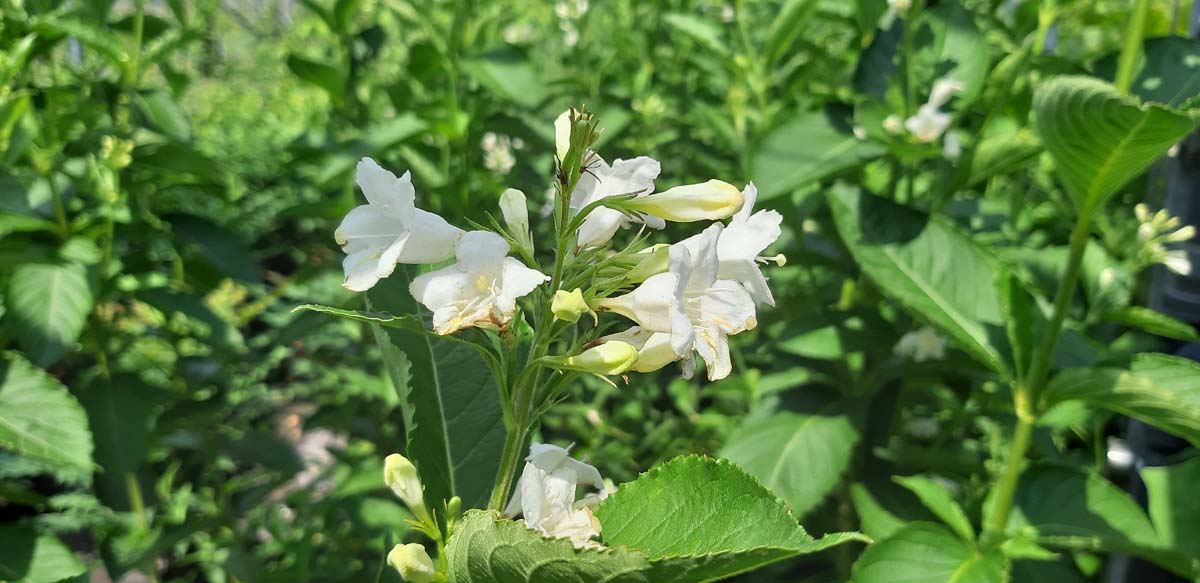 Weigela 'Candida' Tuinplanten bloem