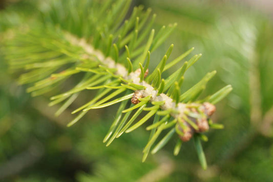 Abies grandis Tuinplanten