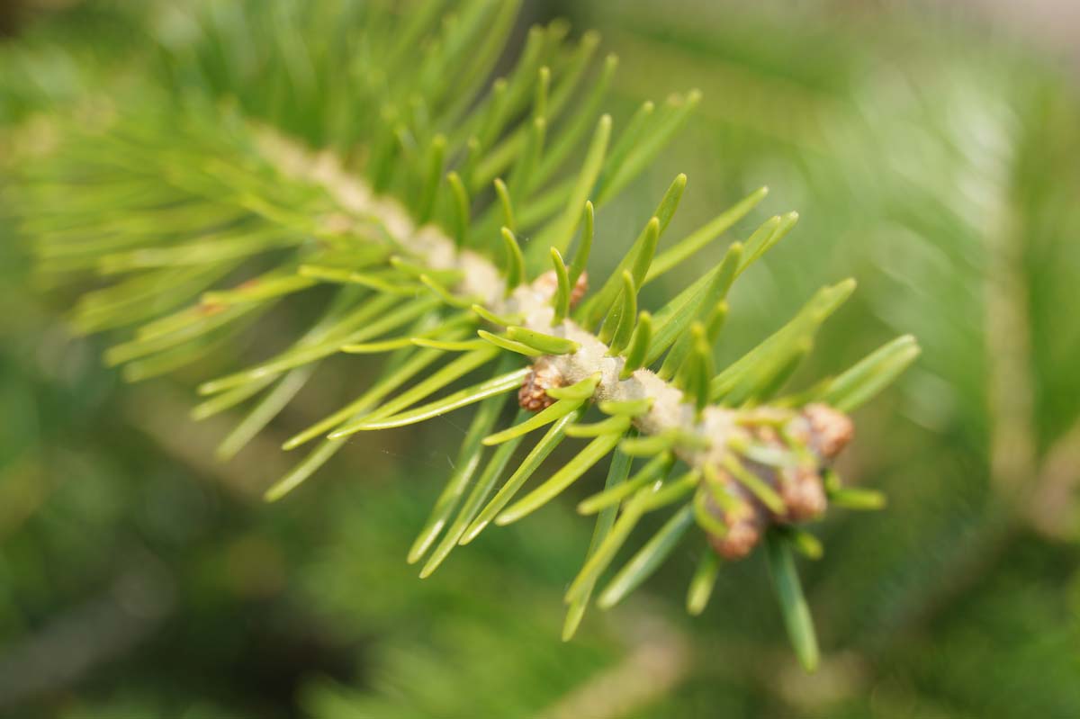Abies grandis op stam