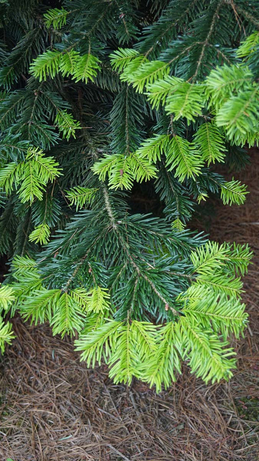 Abies nordmanniana op stam