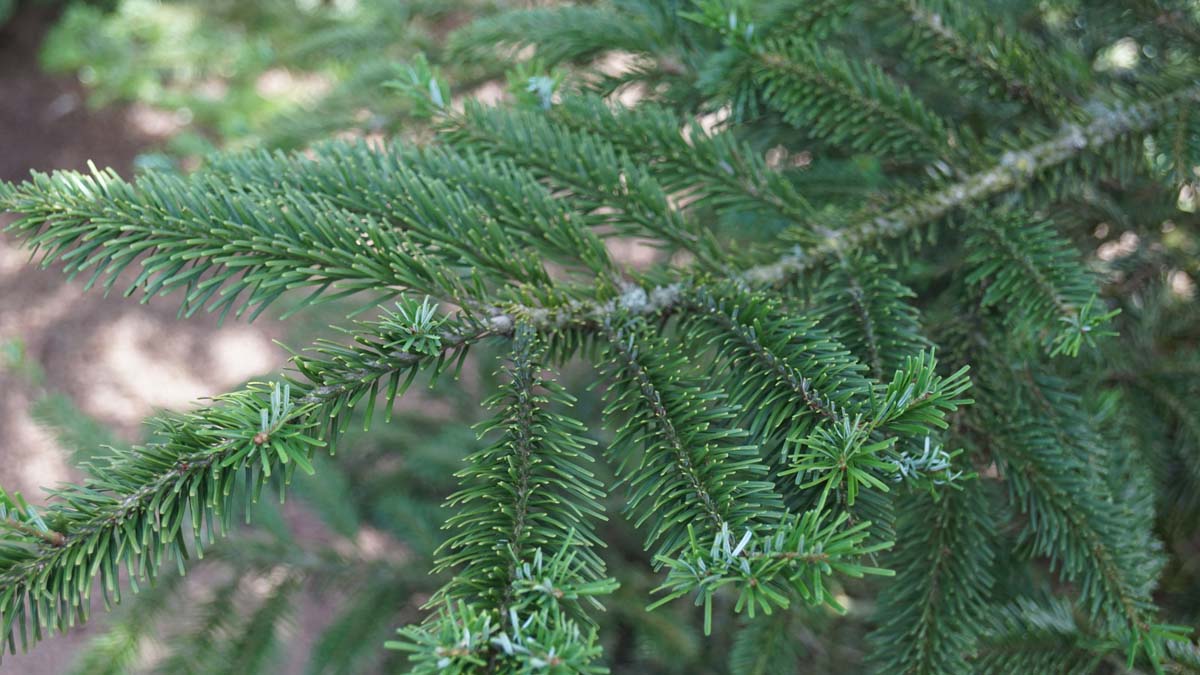 Abies veitchii op stam