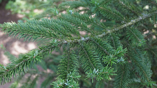 Abies veitchii op stam