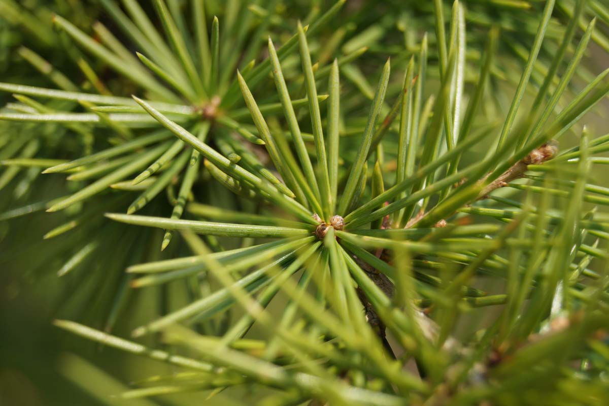 Cedrus libani solitair