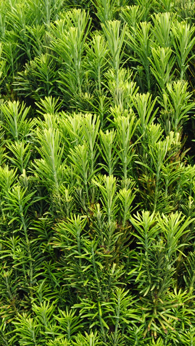Cephalotaxus harringtonii 'Fastigiata' meerstammig / struik