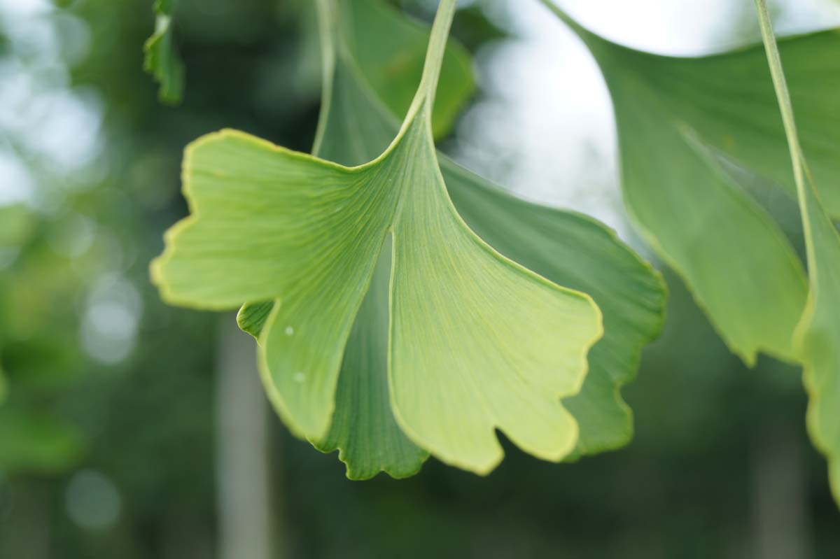 Ginkgo biloba 'Horizontalis' dakboom