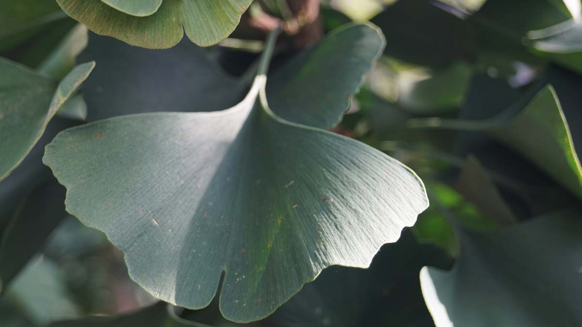 Ginkgo biloba 'Lakeview' op stam