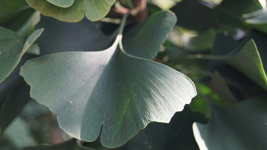 Ginkgo biloba 'Lakeview' op stam