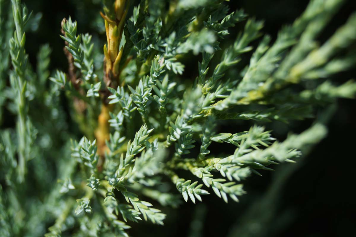 Juniperus scopulorum 'Blue Arrow' naald