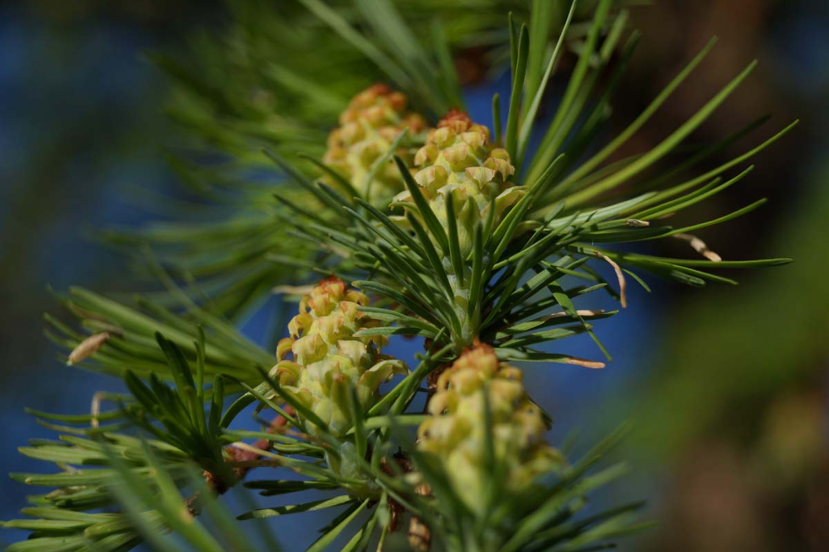 Larix kaempferi solitair