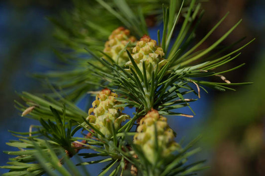 Larix kaempferi haagplant