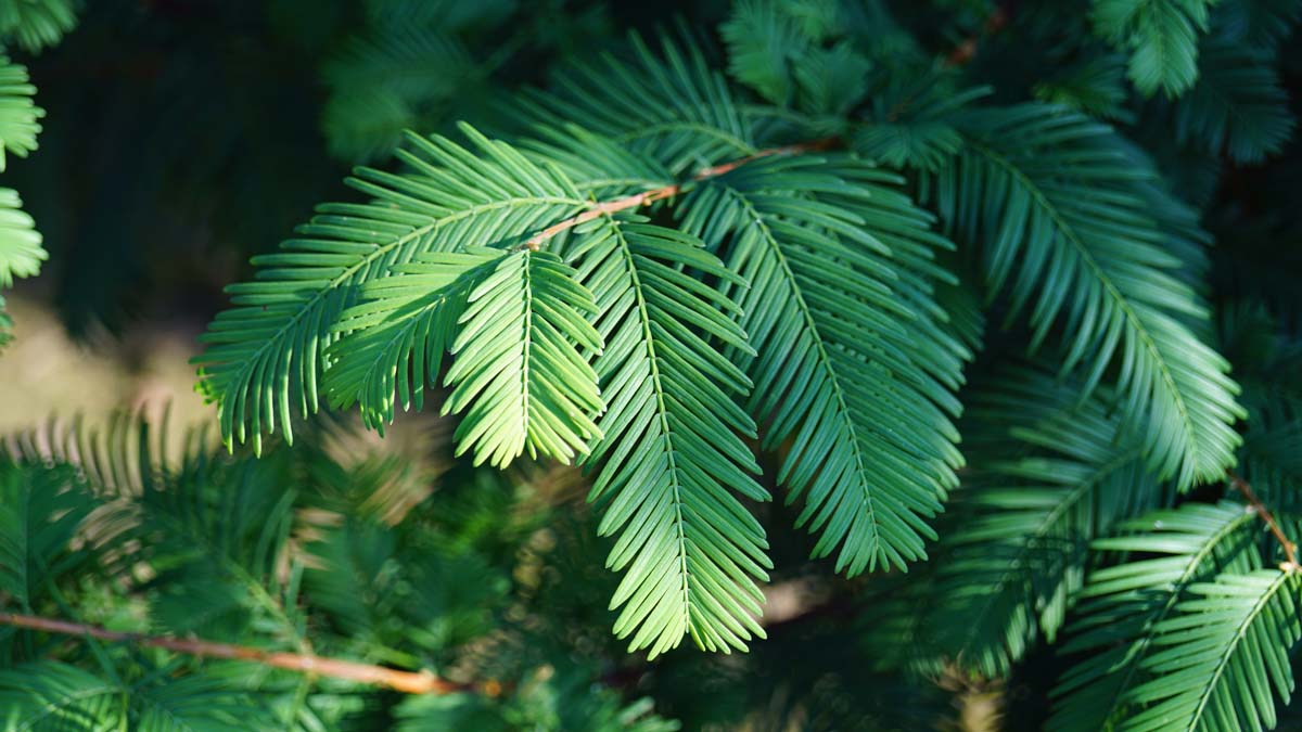 Metasequoia glyptostroboides solitair
