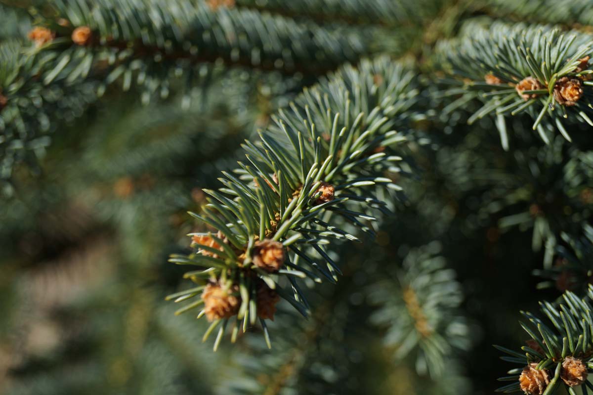 Picea pungens op stam naald