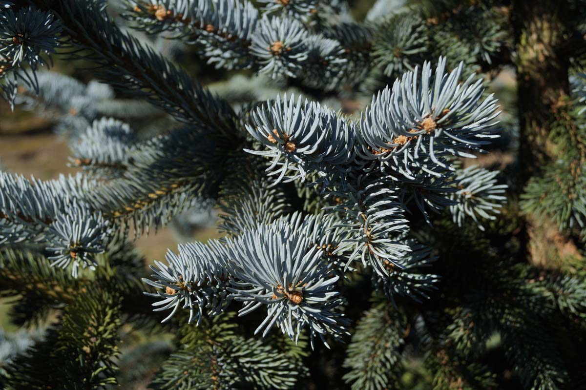 Picea pungens 'Hoopsii' op stam