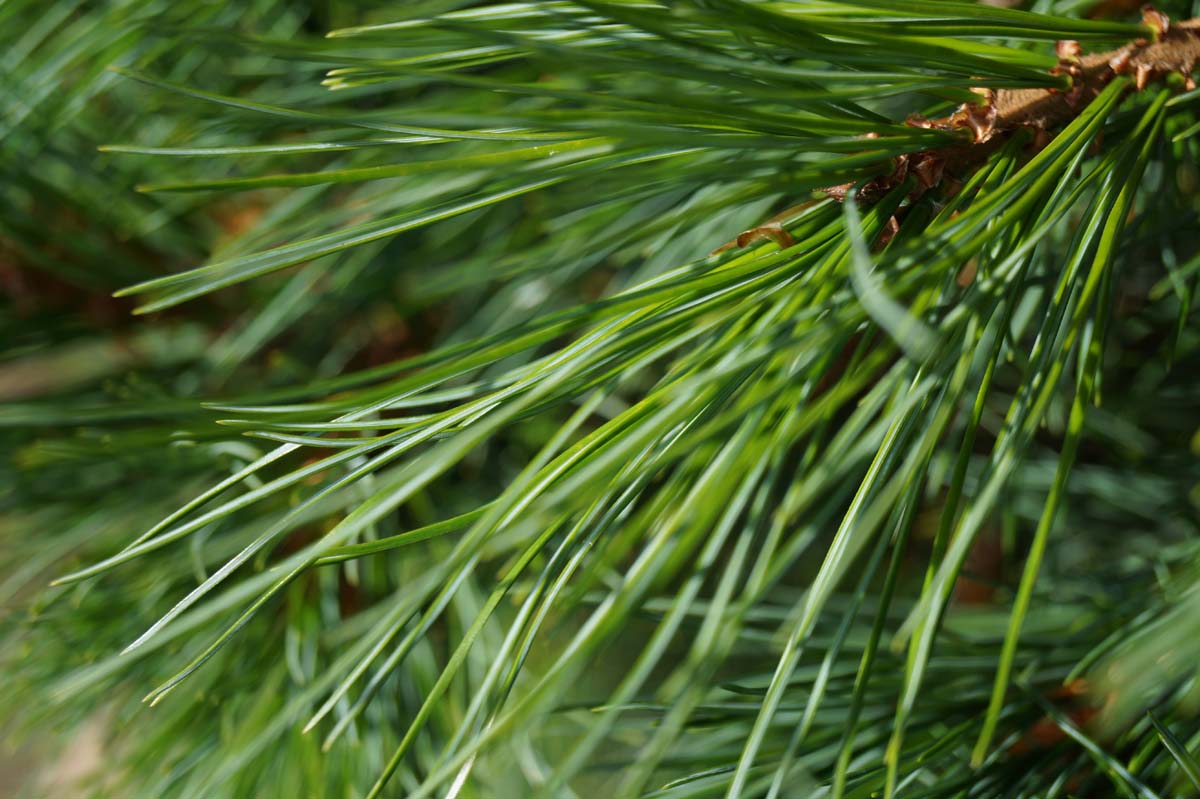 Pinus cembra naald