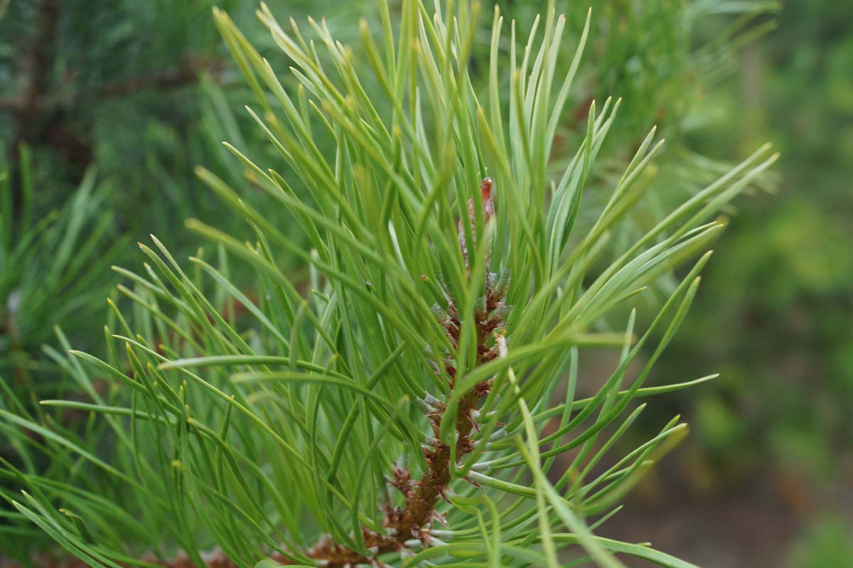 Pinus contorta naald