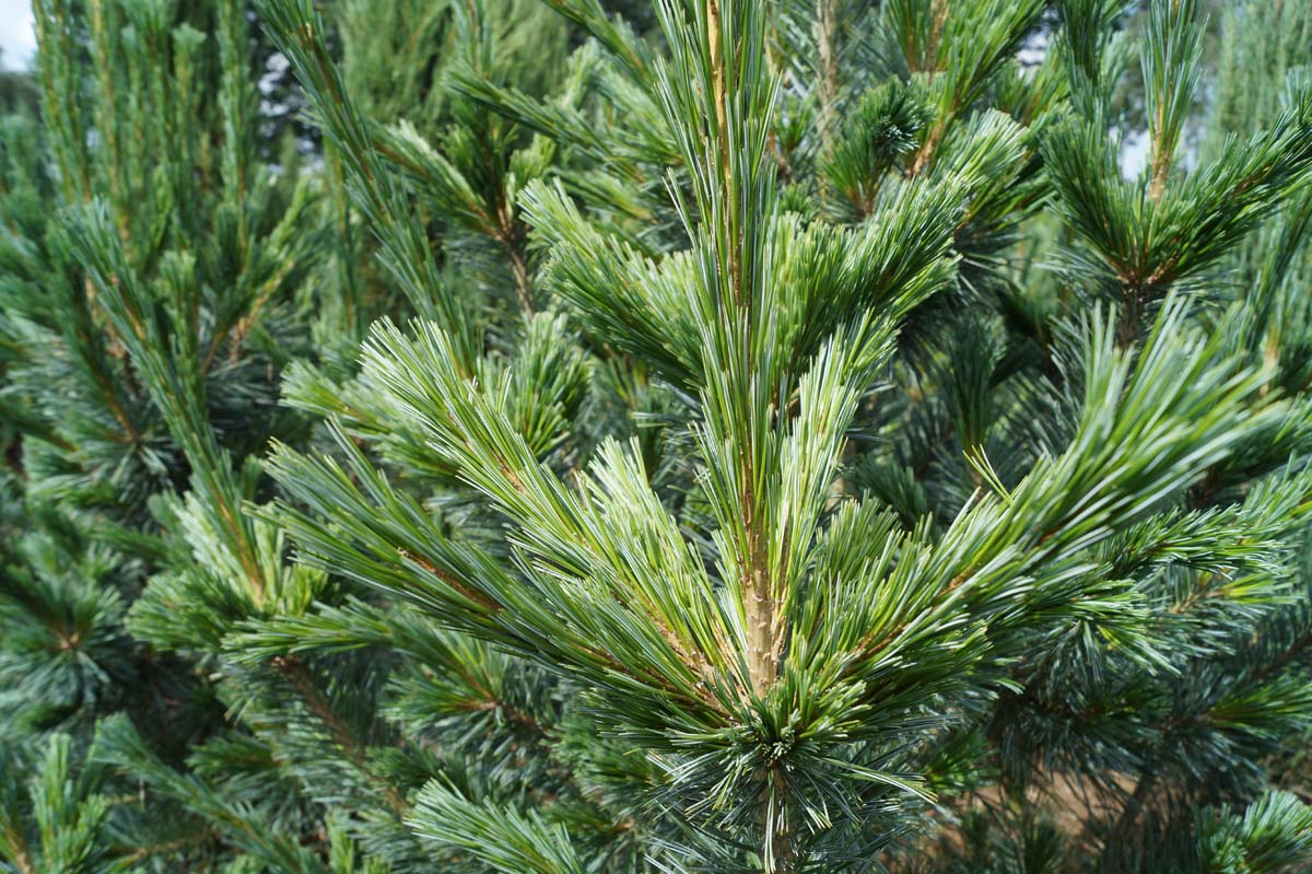 Pinus flexilis 'Vanderwolf's Pyramid' op stam twijg