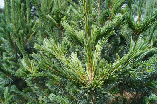 Pinus flexilis 'Vanderwolf's Pyramid' Tuinplanten twijg