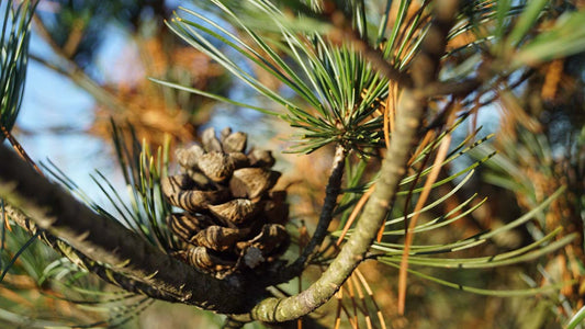 Pinus parviflora 'Green Monkey'