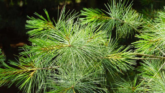 Pinus strobus meerstammig / struik