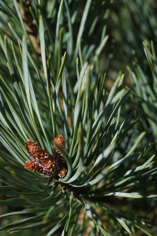 Pinus sylvestris 'Watereri' op stam naald