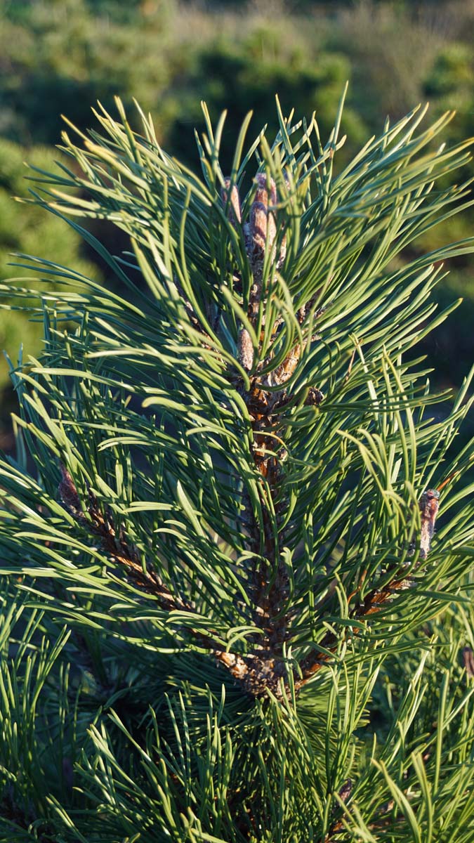 Pinus mugo uncinata Tuinplanten