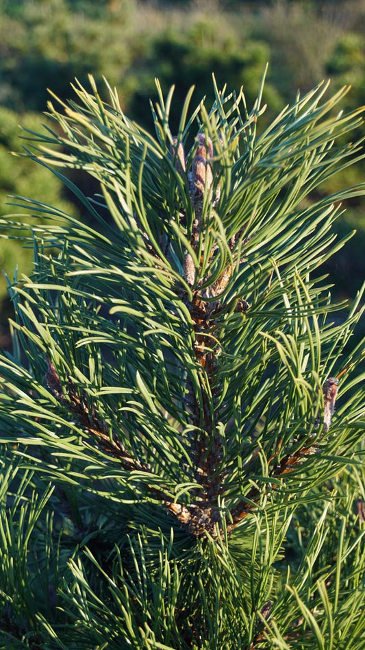Pinus mugo uncinata Tuinplanten
