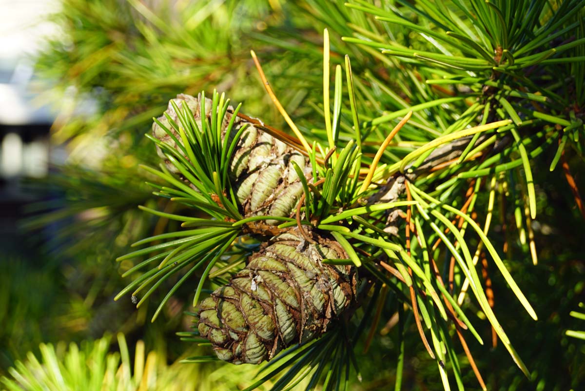 Sciadopitys verticillata meerstammig / struik kegel