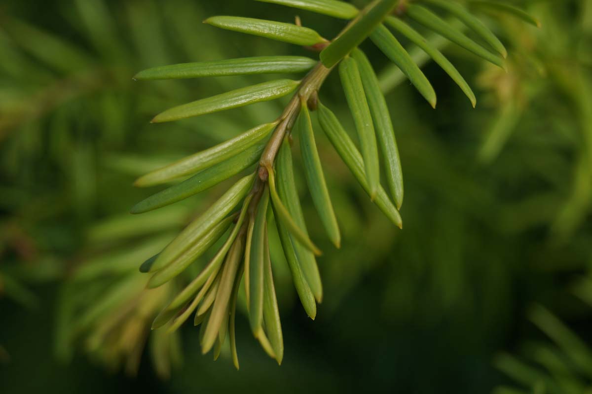 Taxus baccata op stam naald