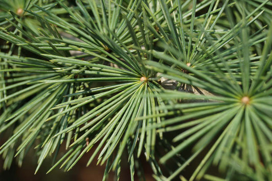 Pseudolarix amabilis op stam