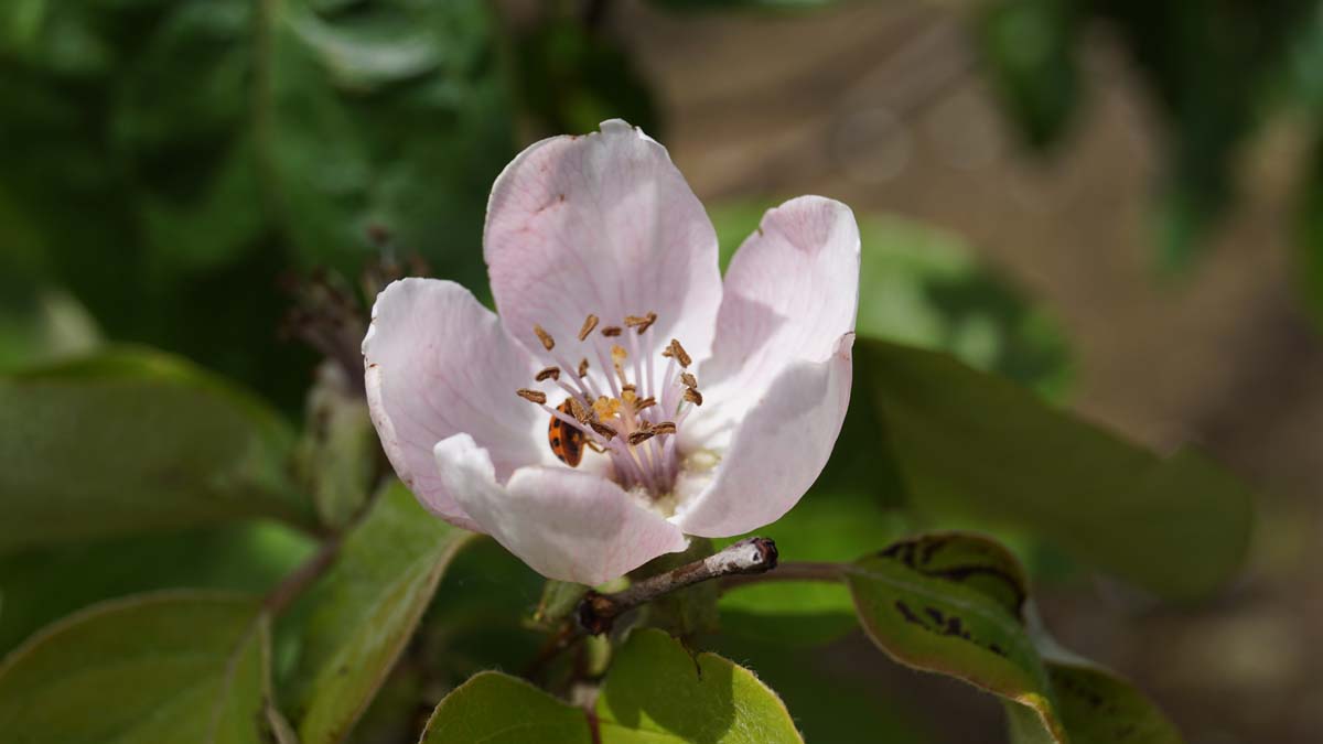 Cydonia oblonga 'Vranja' op stam